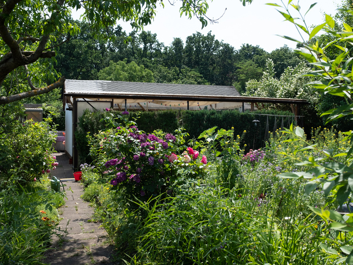 Blick über den Gartenzaun (5) KGA Waldland